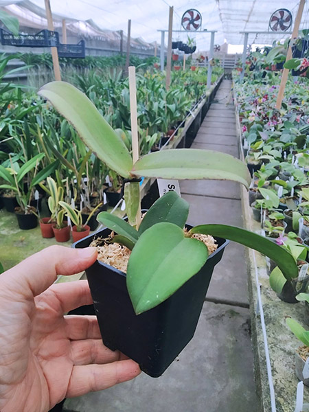 Cattleya Mareeba Tiger.jpg