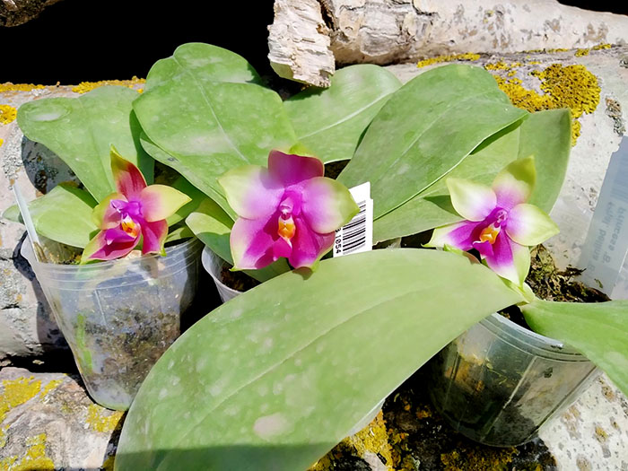 Phalaenopsis bellina 'B-1' x Mituo Princess 'B'.jpg