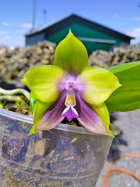 Phalaenopsis Mituo Prince 'Chin Ming'.jpg