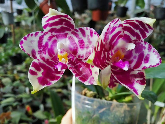 Phalaenopsis KS Super Zebra.jpg