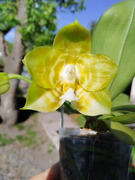 Phalaenopsis (Lyndon Reflex x LD's Bear KIng ) 'flava#1'.jpg