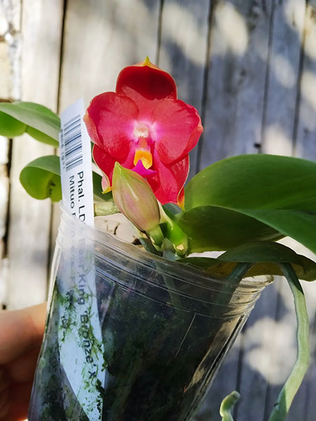 Phalaenopsis LD Bellina Eagle 'Red' x Mituo Princess 'YR'.jpg