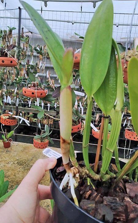 Cattleya lueddemanniana (Morena x OK-2) 'N 1' x lueddemanniana dark lip splash.jpg