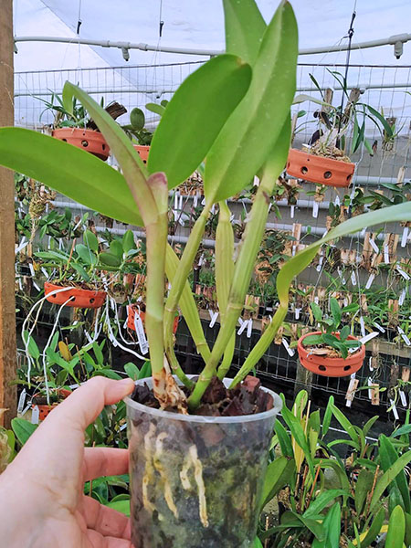 Cattleya lueddemanniana rubra x lueddemanniana escura.jpg