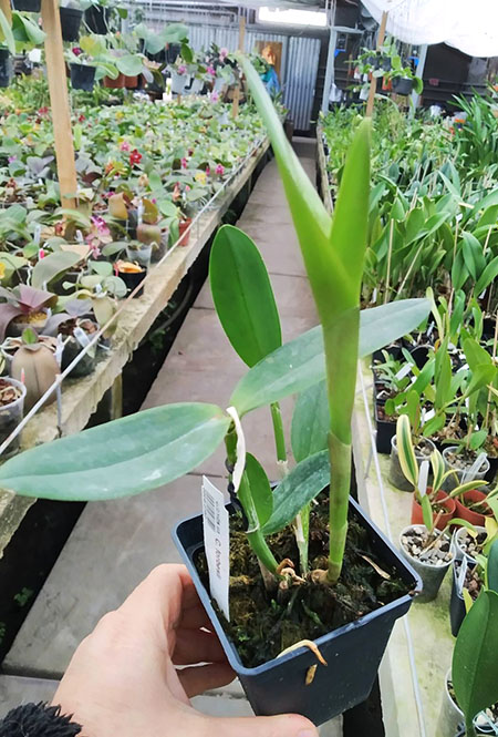 Cattleya forbesii.jpg