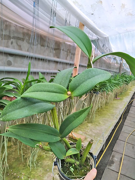 Myrmecophila thomsoniana x Cattleya intermedia.jpg