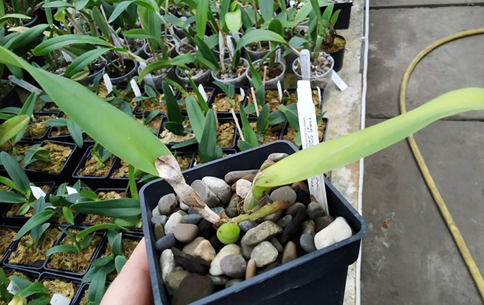 Cattleya warscewiczii coerulea 'La Floresta' x self.jpg