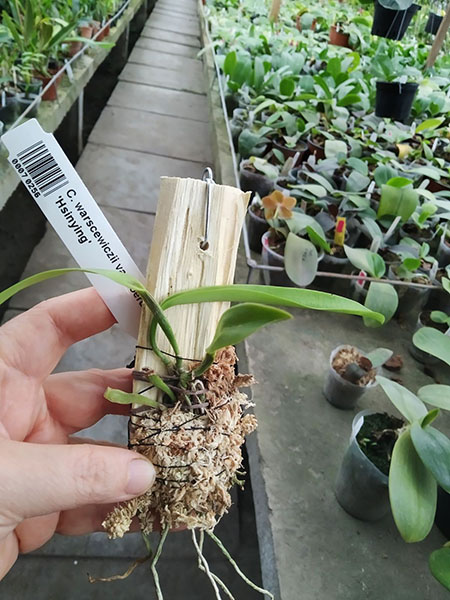 Cattleya warscewiczii var coerulea 'Hsinying'.jpg