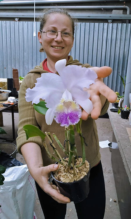 Cattleya lueddemanniana coerulea 'Pedra Azul' XXX x 'Caribe'.jpg