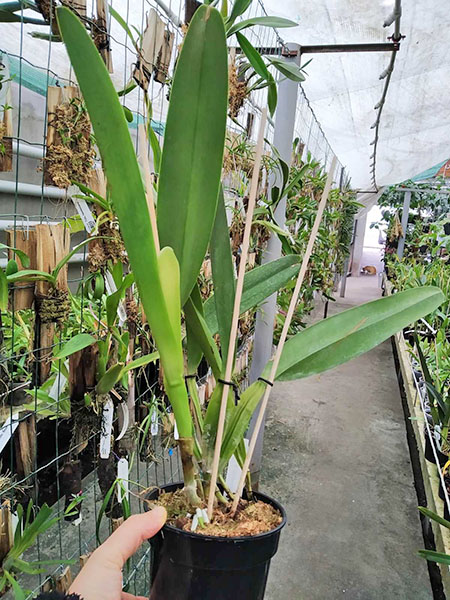 Laelia purpurata flamea.jpg