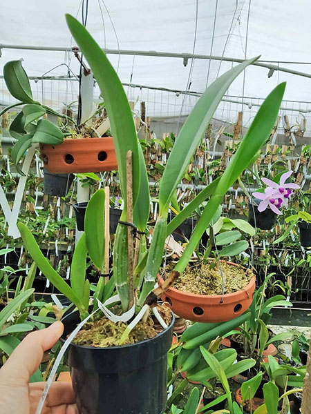 Cattleya lueddemanniana (alba x alba BV).jpg