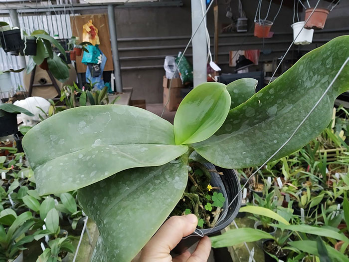 Phalaenopsis Chienlung Sweetheart x gigantea.jpg