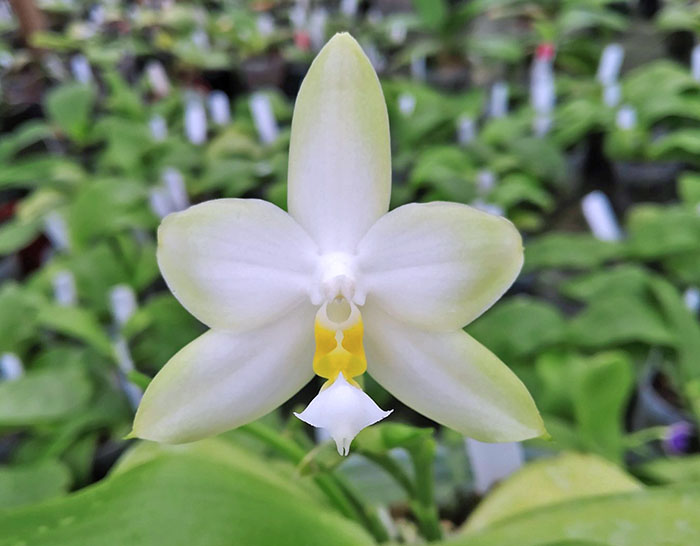 Phalaenopsis violacea alba x micholitzii.jpg