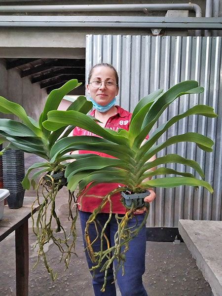 Rhynchostylis gigantea Yellow.jpg