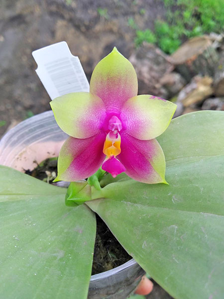 Phalaenopsis bellina 'B-1' x Mituo Princess 'B'.jpg