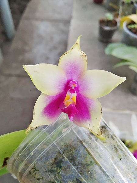 Phalaenopsis bellina 'B-1' x Mituo Princess 'B'.jpg