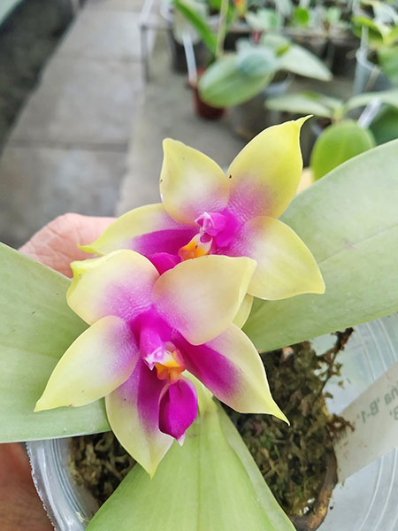 Phalaenopsis bellina 'B-1' x Mituo Princess 'B'.jpg