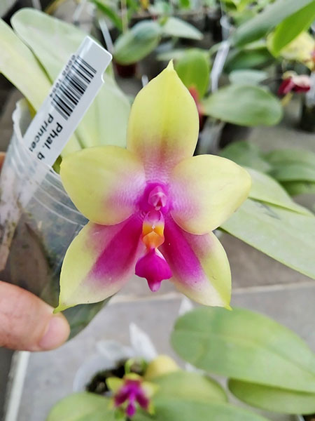 Phalaenopsis bellina 'B-1' x Mituo Princess 'B'.jpg