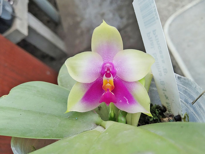 Phalaenopsis bellina 'B-1' x Mituo Princess 'B'.jpg