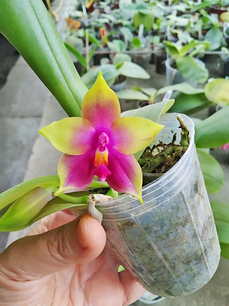 Phalaenopsis bellina 'B-1' x Mituo Princess 'B'.jpg