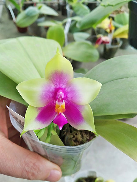 Phalaenopsis bellina 'B-1' x Mituo Princess 'B'.jpg