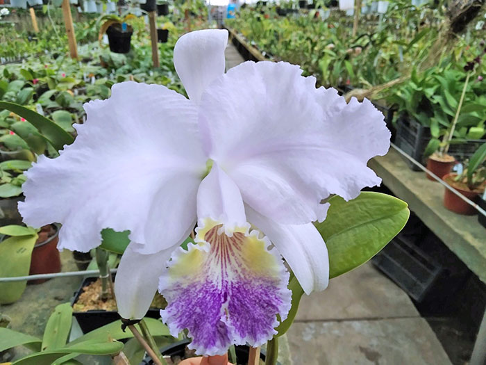 Cattleya lueddemanniana coerulea 'Pedra Azul' XXX x 'Caribe'.jpg