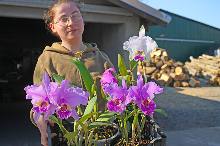 Cattleya lueddemanniana.jpg