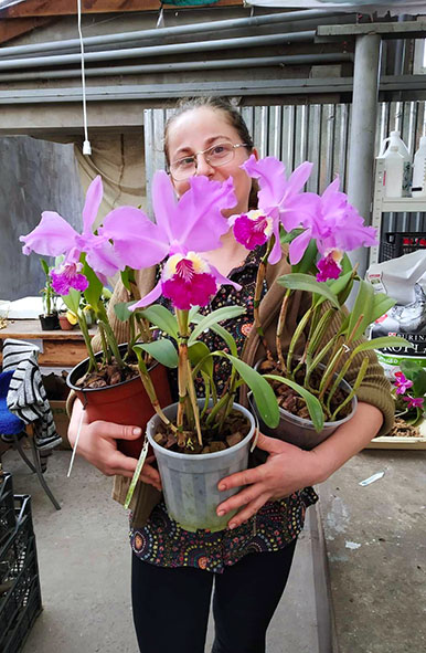 Cattleya lueddemanniana.jpg