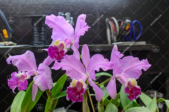 Cattleya lueddemanniana tipo 'Royal Flash' x Cattleya lueddemanniana tipo 'Drago'.jpg