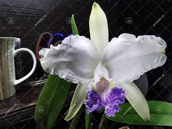 Cattleya lueddemanniana coerulea 'Lena' x coerulea 'Celeste'.jpg