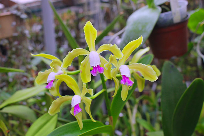 Cattleya guttata verde sem pintas 'AWZ' x guttata amarela sem pintas 'Onca Parda'.jpg