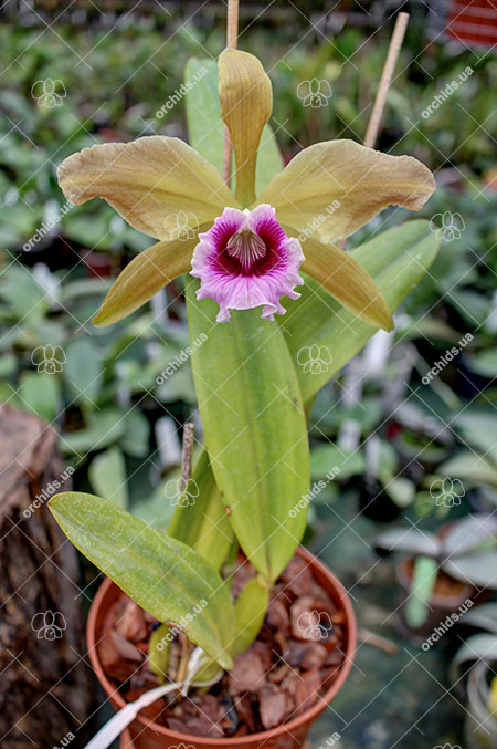 Laelia tenebrosa 'Fumacina Fujita' x Laelia tenebrosa extra XXX.jpg