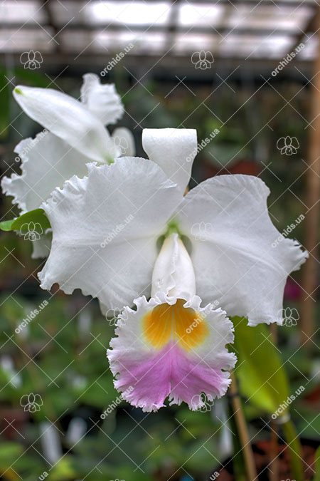 Cattleya trianae amesiana A x Cattleya trianae amesiana B.jpg