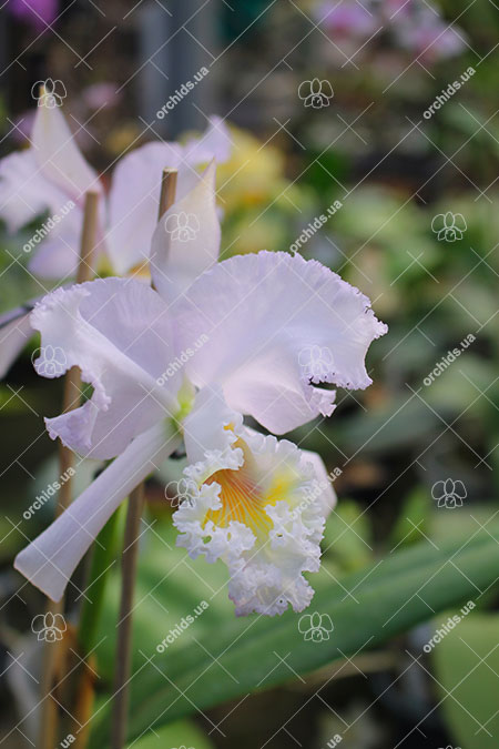 Cattleya mendelli concolor 'Bucaramanga' x SELF.jpg