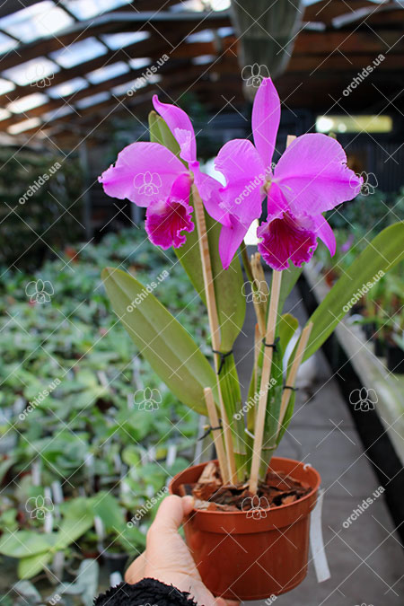 Cattleya labiata rubra 'Schuller' x Cattleya labiata rubra 'Deize'.jpg