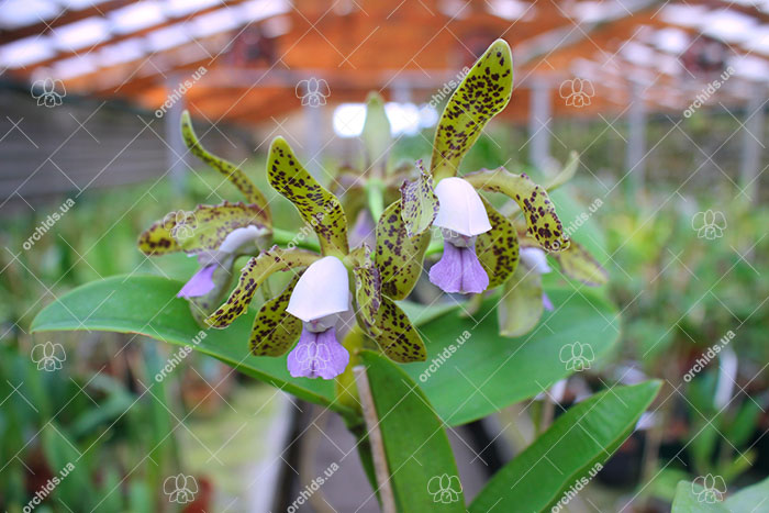 Cattleya leopoldii coerulea 'Baiana' x SELF.jpg