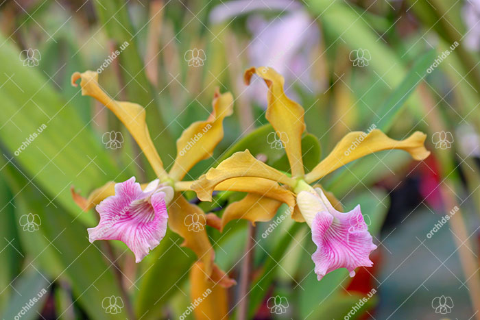 Laelia grandis tipo 'Edmundo' x SELF.jpg