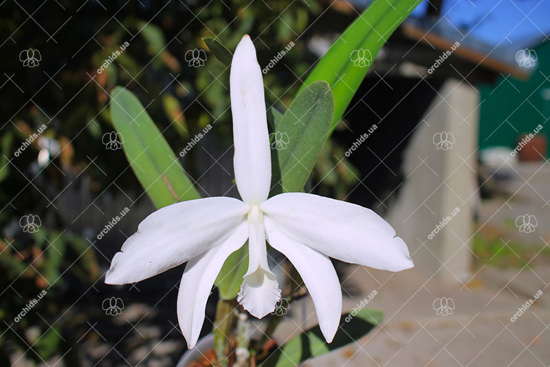 Laelia perrinii alba 'AM' x Laelia perrinii alba 'RK'.jpg