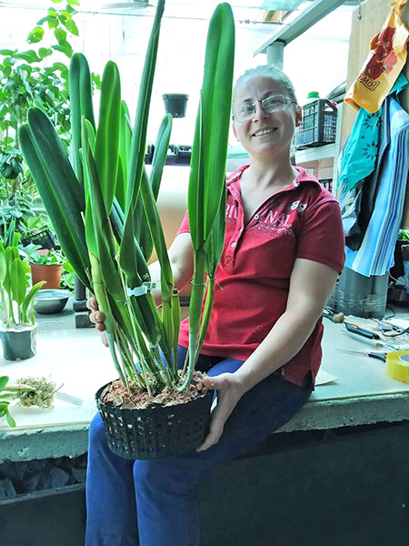 Laelia purpurata (stiata 'Bela Vista' x 'Ana Clara').jpg