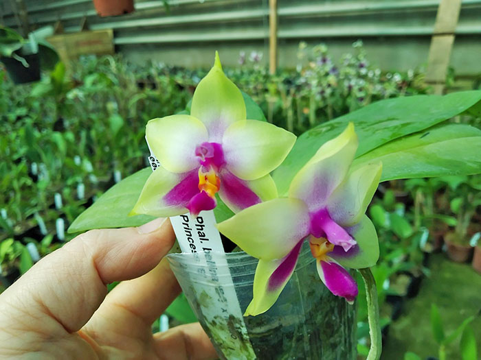 Phalaenopsis bellina 'B-1' x Mituo Princess 'B'.jpg