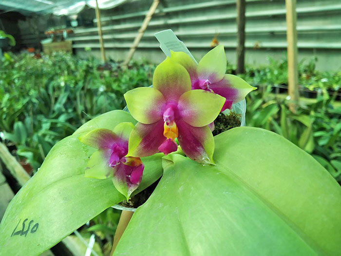 Phalaenopsis bellina 'B-1' x Mituo Princess 'B'.jpg