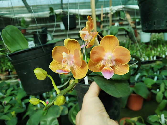 Phalaenopsis Yaphon Perfume 'Yellow' x celebensis 'Yellow'.jpg