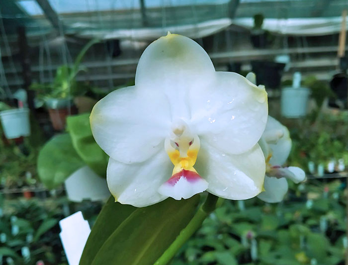 Phalaenopsis Mituo Diamond Canary 'Z'.jpg