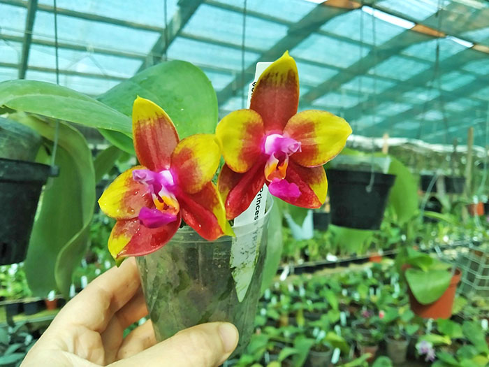 Phalaenopsis Mituo Princess 'YR-11'.jpg