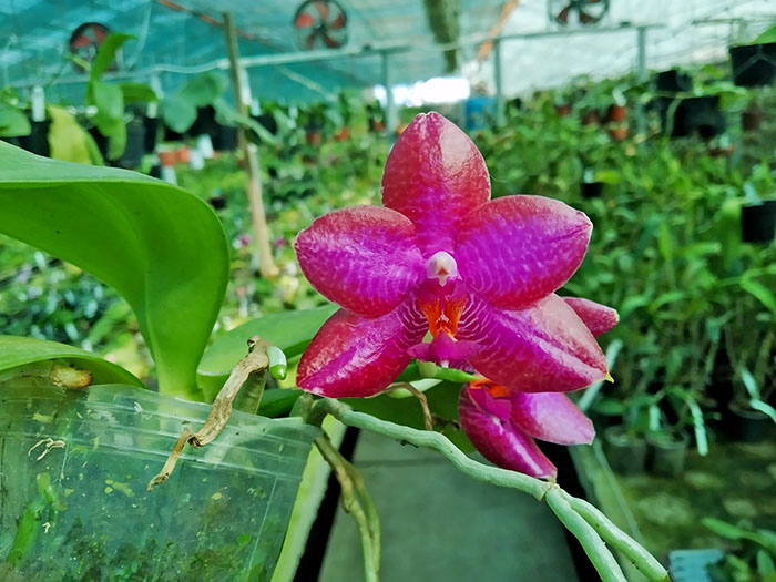 Phalaenopsis Miro Super Star 'MO198' x LD Sun Dragon 'MO98'.jpg