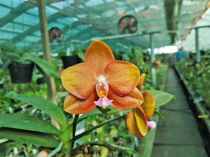 Phalaenopsis Mituo Champion King 'Brick Red'.jpg