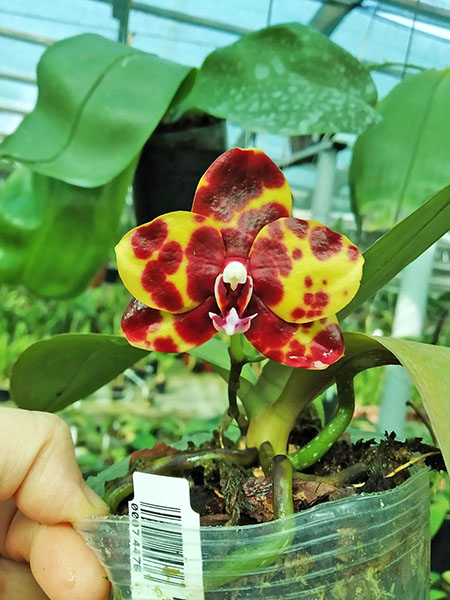 Phalaenopsis Mituo Diamond 'B-B'.jpg