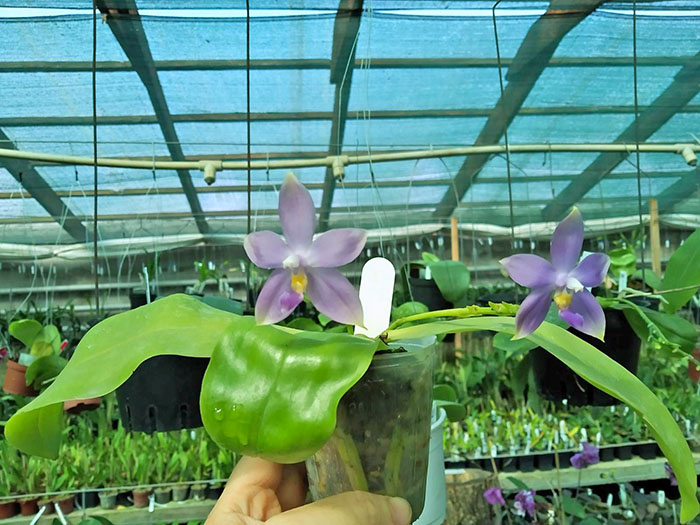Phalaenopsis (tetraspis 'Su's Bluish' x violacea coerulea).jpg