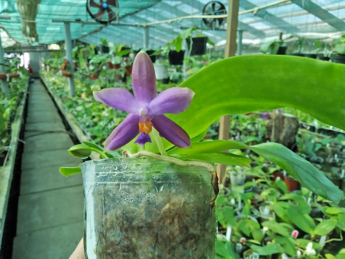 Phalaenopsis violacea indigo x micholitzii.jpg