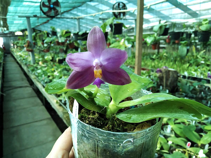 Phalaenopsis violacea indigo x micholitzii.jpg